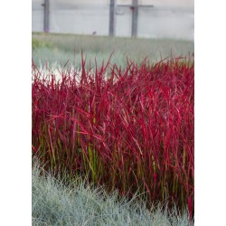 Imperata cylindryczna 'Red...