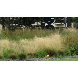 Śmiałek darniowy...