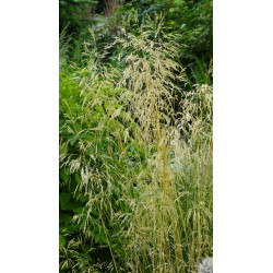 Śmiałek darniowy 'Palava'