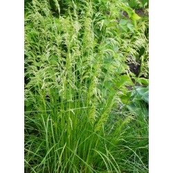 Śmiałek darniowy 'Tardiflora'