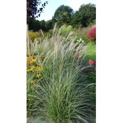 Miskant chiński 'Adagio'