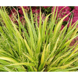Hakonechloa 'Striped in Rich'