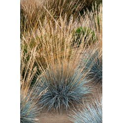 kostrzewa sina ‘Azurit’