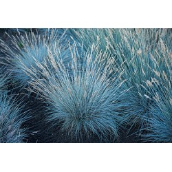 kostrzewa sina ‘Blauglut'