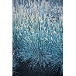 kostrzewa sina ‘Eisvogel'