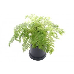 Grzebieniasto wykończonych...